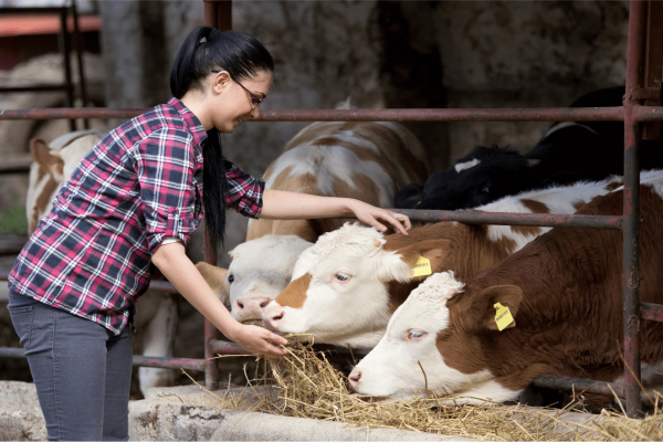 avis hangar solaire agricultrice