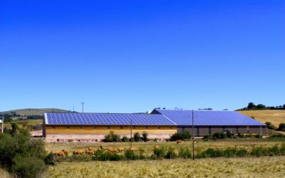 Photovoltaïque agricole : quelle rentabilité ?